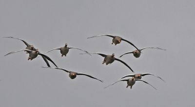 Greylag Goose