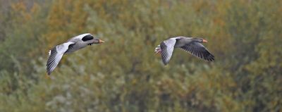 Greylag Goose