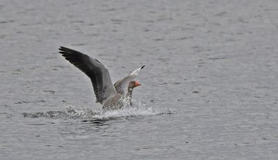Greylag Goose