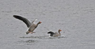 Greylag Goose