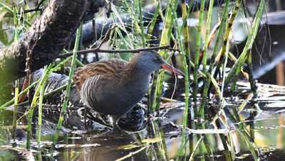 Water Rail