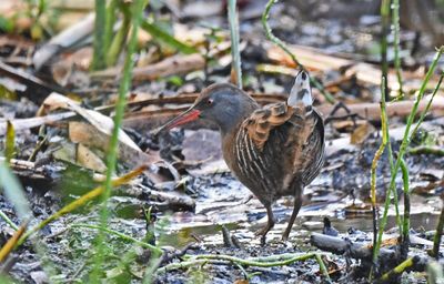 Water Rail