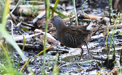 Water Rail