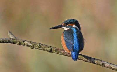Kingfisher