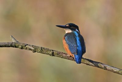 Kingfisher