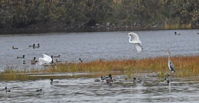 Great White Egret