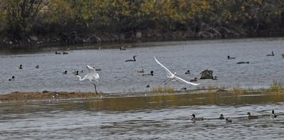 Great White Egret