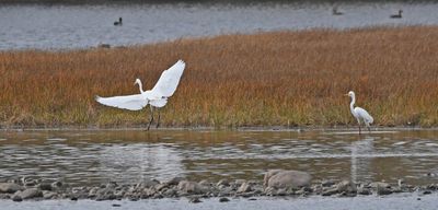 Great White Egret