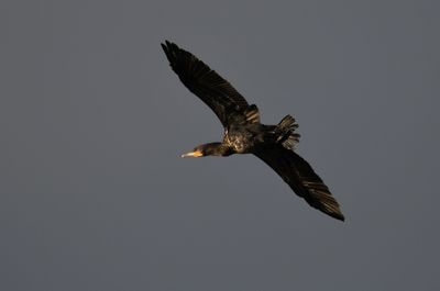 Cormorant