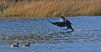 Cormorant