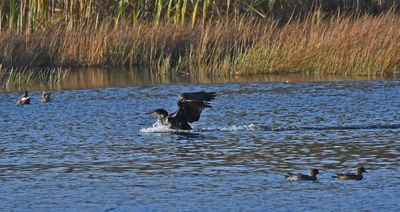 Cormorant