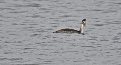 Great Crested Grebe