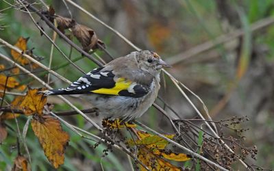 Goldfinch