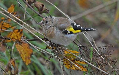Goldfinch