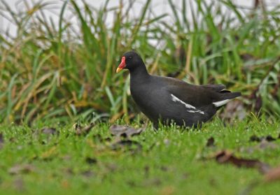 Moorhen