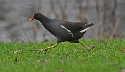 Moorhen