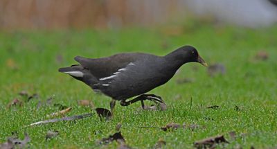 Moorhen