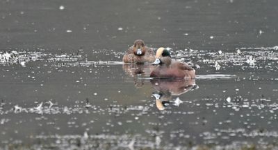 American Wigeon drake