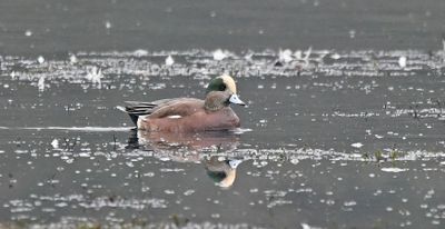 American Wigeon drake