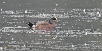 American Wigeon drake