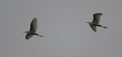 Great White Egret