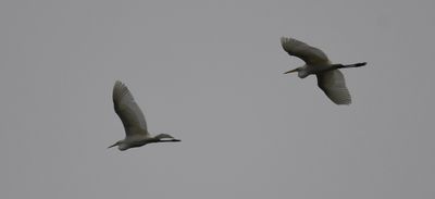 Great White Egret