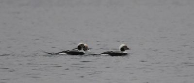 Long-tailed Duck