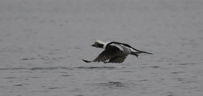 Long-tailed Duck