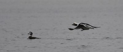 Long-tailed Duck