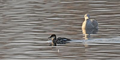 Smew