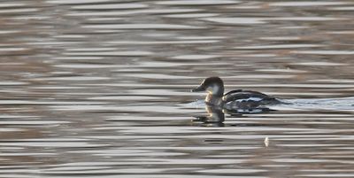Smew