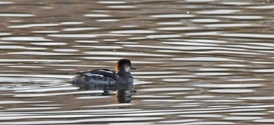 Smew