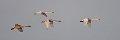 Whooper Swan