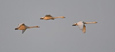 Whooper Swan