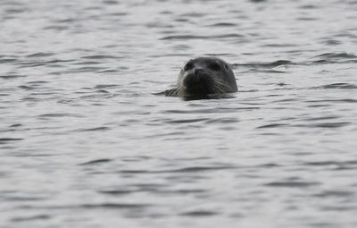 Common Seal