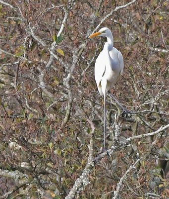 Great White Egret