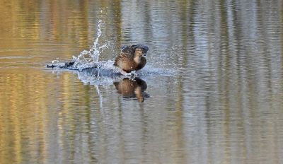Mallard