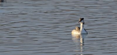 Great Crested Grebe