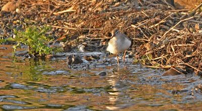 Spotted Sandpiper