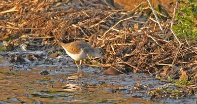 Spotted Sandpiper