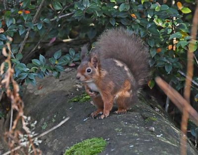 Red Squirrel