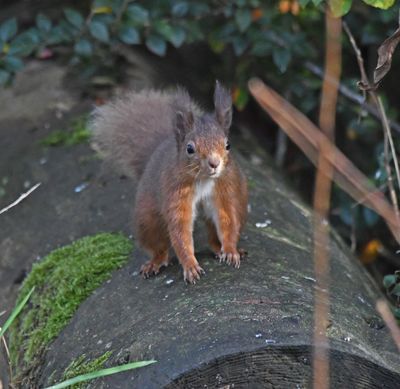 Red Squirrel