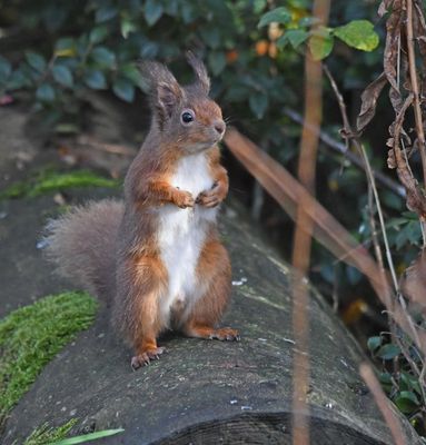 Red Squirrel