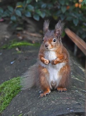 Red Squirrel