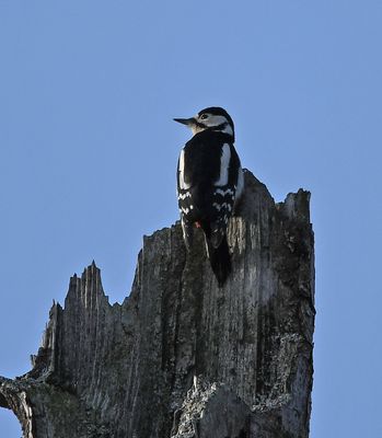 Great Spotted Woodpecker