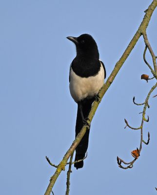 Magpie