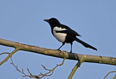 Magpie