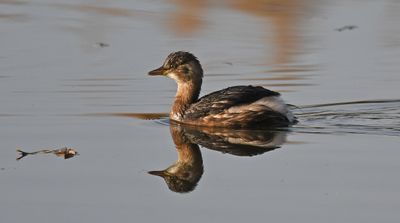 Little Grebe