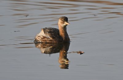 Little Grebe