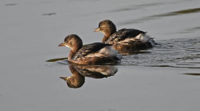 Little Grebe